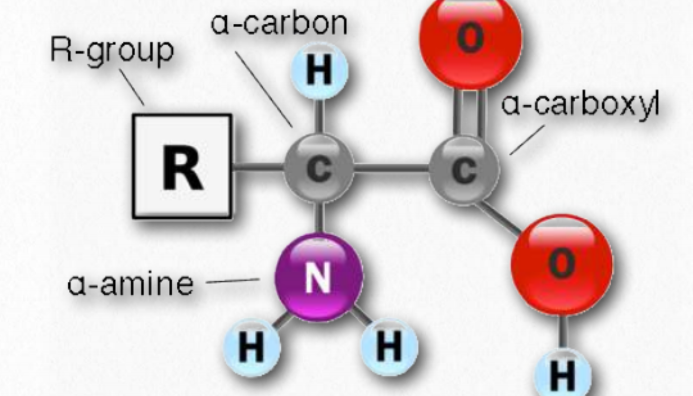 The structure of amino acids